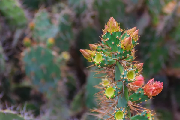 Beautiful Opuntia cochenillifera budding flowers on tree. Opuntia cochenillifera is a species of cactus in the subfamily Opuntioideae.