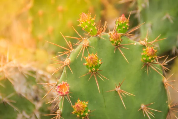 Beautiful Opuntia cochenillifera budding flowers on tree. Opuntia cochenillifera is a species of cactus in the subfamily Opuntioideae.