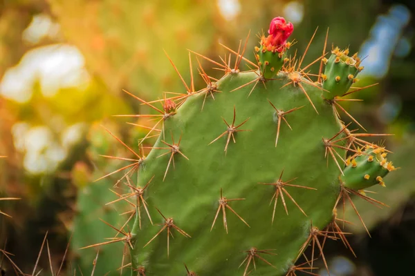 Hermosa Opuntia Cochenillifera Flores Ciernes Árbol Opuntia Cochenillifera Una Especie —  Fotos de Stock