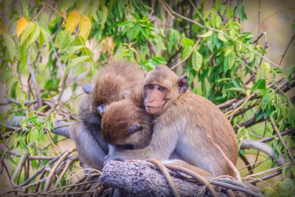 Warm hugging monkeys on treetop. Monkey family is hugging each other.