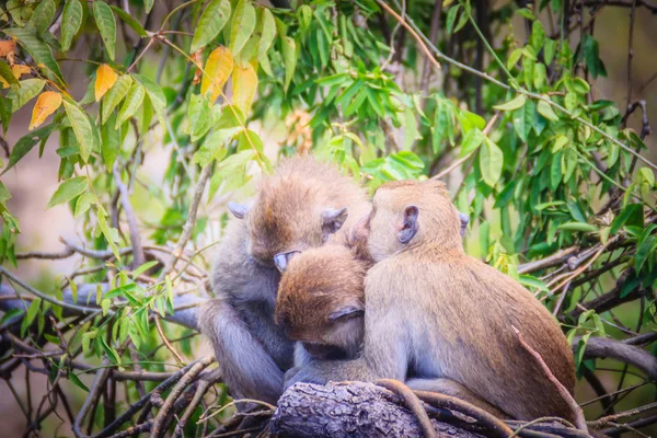 Warm hugging monkeys on treetop. Monkey family is hugging each other.