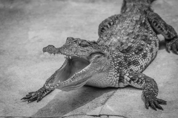 Zły Krokodyla Jest Otwieranie Szczęki Gotowa Strajku Krokodyl Młody Jest — Zdjęcie stockowe