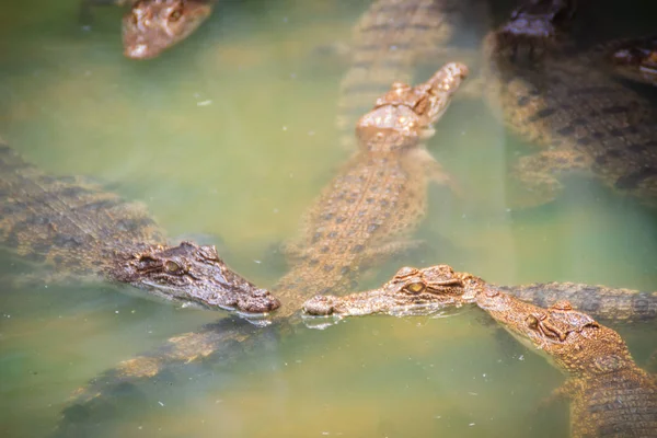 Les Jeunes Crocodiles Flottent Dans Eau Ferme Crocodiles Ferme Alligators — Photo