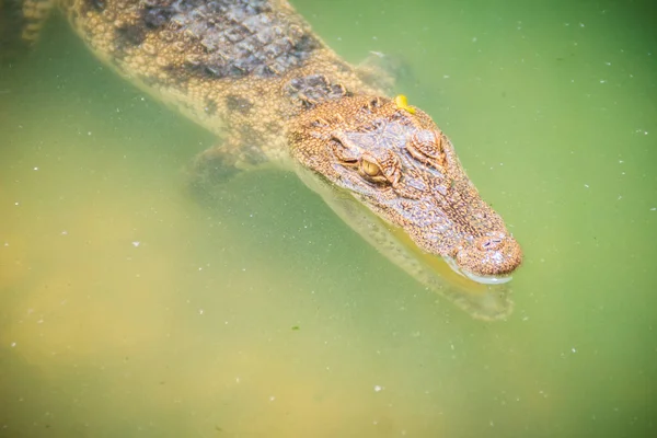 Les Crocodiles Ont Des Sens Aigus Que Les Yeux Les — Photo