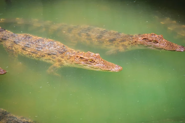 Les Jeunes Crocodiles Flottent Dans Eau Ferme Crocodiles Ferme Alligators — Photo