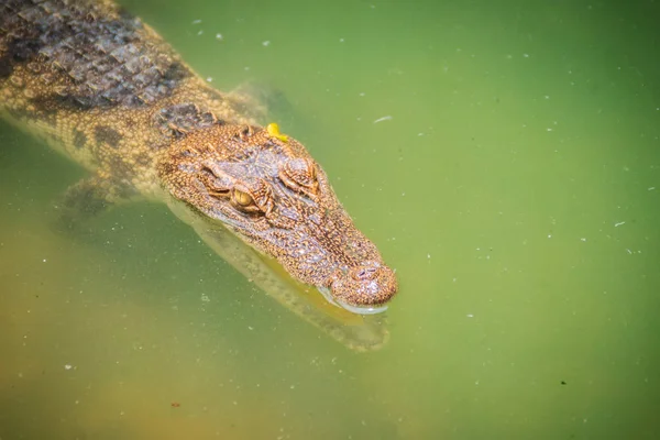 Krokodilok Van Akut Érzékeli Hogy Azok Szemek Fülek Orrába Található — Stock Fotó