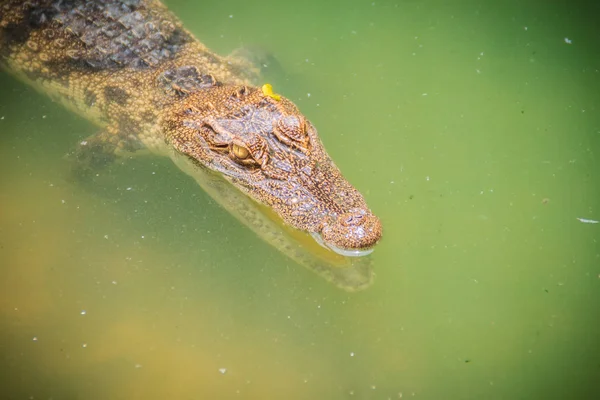 Les Crocodiles Ont Des Sens Aigus Que Les Yeux Les — Photo