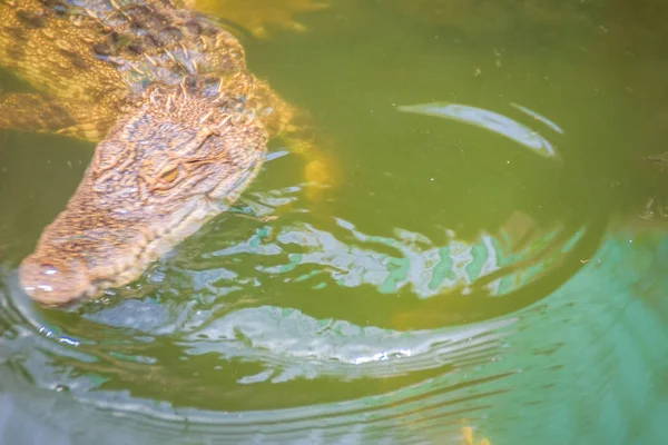 Krokodyle Mają Ostre Zmysłów Które Oczy Uszy Nozdrza Znajdujące Się — Zdjęcie stockowe
