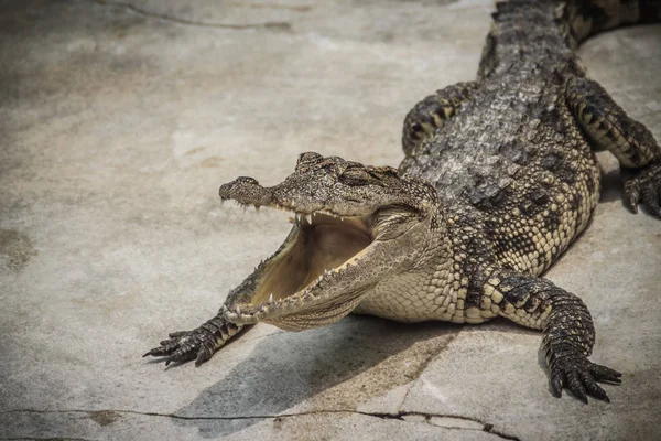 Zły Krokodyla Jest Otwieranie Szczęki Gotowa Strajku Krokodyl Młody Jest — Zdjęcie stockowe