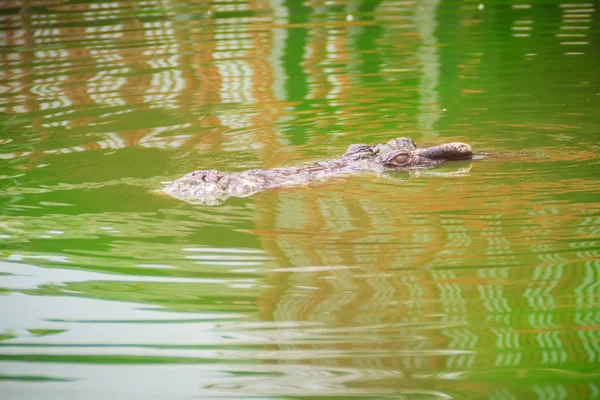 Crocodilos Têm Sentidos Agudos Que Olhos Ouvidos Narinas Estão Localizados — Fotografia de Stock