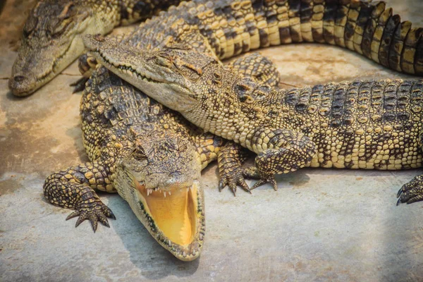 Группа Крокодилов Купается Бетонном Пруду Крокодиловое Земледелие Разведения Выращивания Крокодилов — стоковое фото