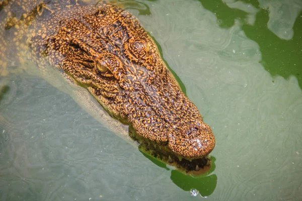 Crocodilos Têm Sentidos Agudos Que Olhos Ouvidos Narinas Estão Localizados — Fotografia de Stock