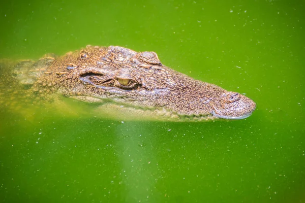 Crocodiles Have Acute Senses Them Eyes Ears Nostrils Located Top — Stock Photo, Image