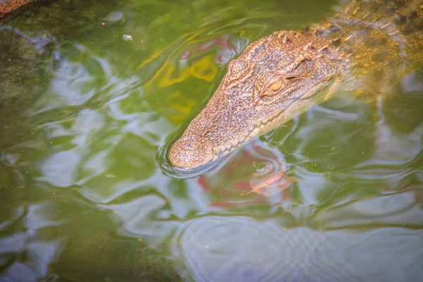 Crocodiles Have Acute Senses Them Eyes Ears Nostrils Located Top — Stock Photo, Image