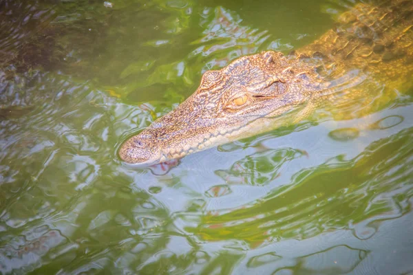 Crocodiles Have Acute Senses Them Eyes Ears Nostrils Located Top — Stock Photo, Image