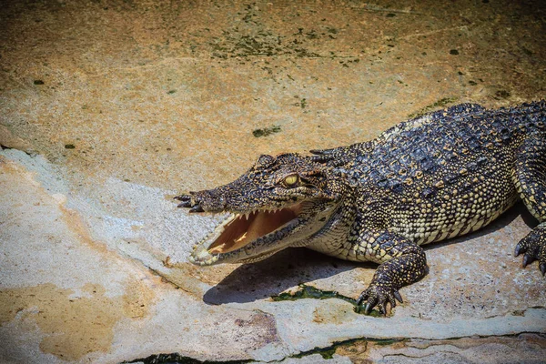 Злой Крокодил Открывает Челюсти Готов Нанести Удар Молодой Крокодил Время — стоковое фото