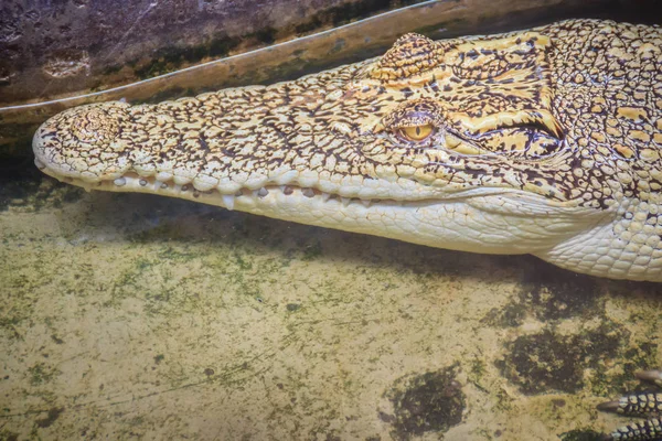 Albino Crocodilo Está Escondido Água Crocodilo Dourado Vivo Fazenda Crocodilo — Fotografia de Stock