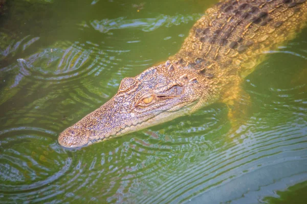 Crocodiles Have Acute Senses Them Eyes Ears Nostrils Located Top — Stock Photo, Image