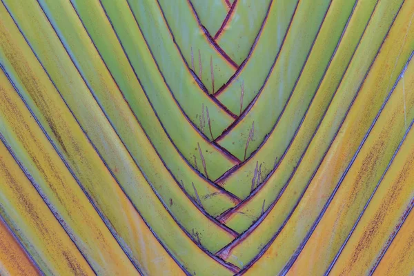 Distinctive fan shaped leaves of traveller\'s palm or Ravenala madagascariensis, commonly known as traveller\'s tree or traveller\'s palm, from Madagascar.