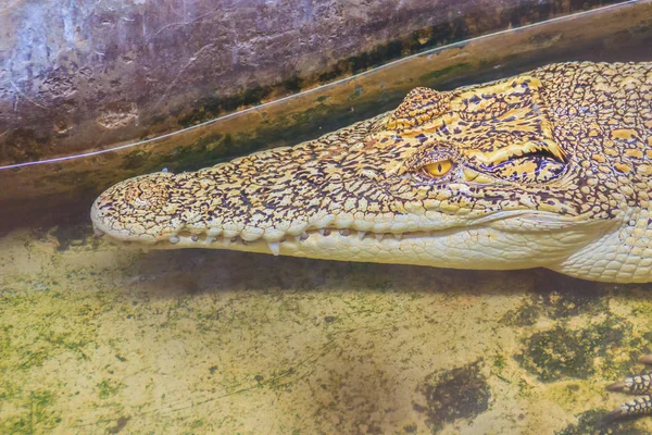 Крокодил Альбинос Скрывается Воде Живой Золотой Крокодил Таиланде — стоковое фото