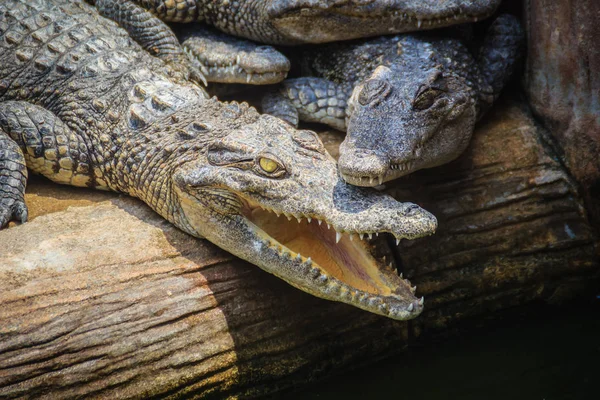 Grupo Muchos Cocodrilos Están Tomando Sol Estanque Hormigón Ganadería Cocodrilos —  Fotos de Stock