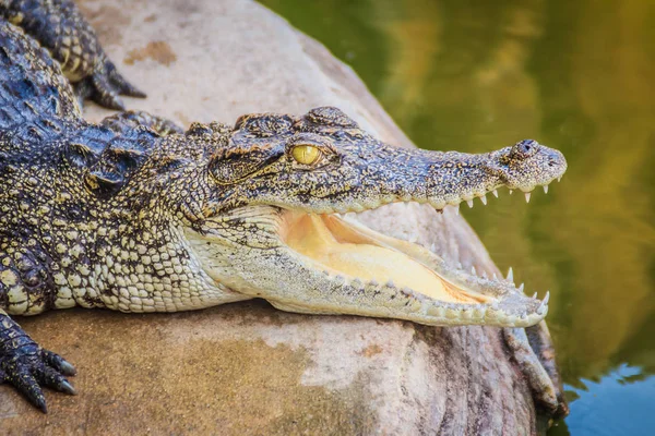 Злой Крокодил Открывает Челюсти Готов Нанести Удар Молодой Крокодил Время — стоковое фото