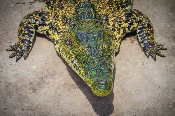 Crocodile Crawling Basking Pond Farm Crocodile Farming Breeding Raising Crocodilians — Stock Photo, Image