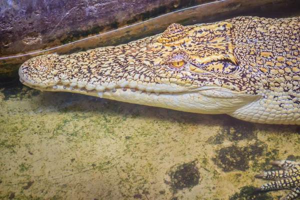 Крокодил Альбинос Скрывается Воде Живой Золотой Крокодил Таиланде — стоковое фото