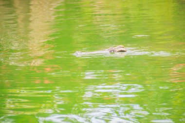 Timsahlar onları gözleri, akut duyu kulak ve burun delikleri neredeyse tamamen sular altında ve av--dan gizli güverte seviyesini yalan timsah izin baş üstüne bulunurlar.