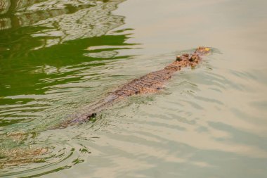 Timsahlar onları gözleri, akut duyu kulak ve burun delikleri neredeyse tamamen sular altında ve av--dan gizli güverte seviyesini yalan timsah izin baş üstüne bulunurlar.