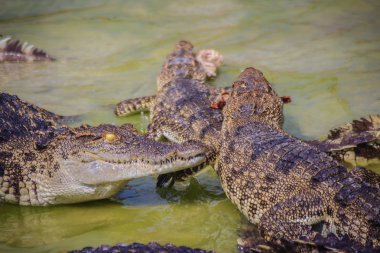 Korkunç timsah grupta taze et yiyor. Tarım Hayvancılık ve crocodilians timsah ve Timsah eti, deri ve diğer ürünler üretmek için yetiştirme için timsah.