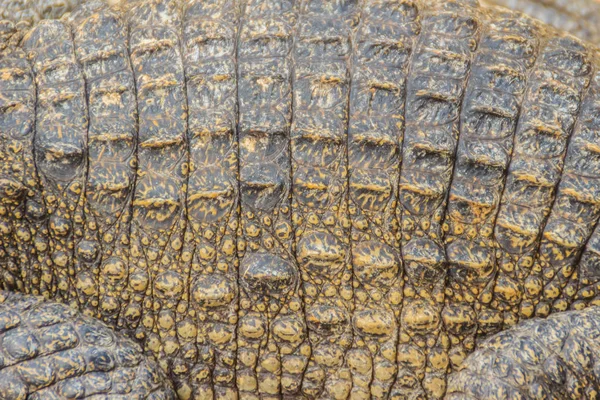 Lebendige Krokodilhaut Hintergrund Muster Der Krokodilhaut Aus Lebendigem Körper — Stockfoto