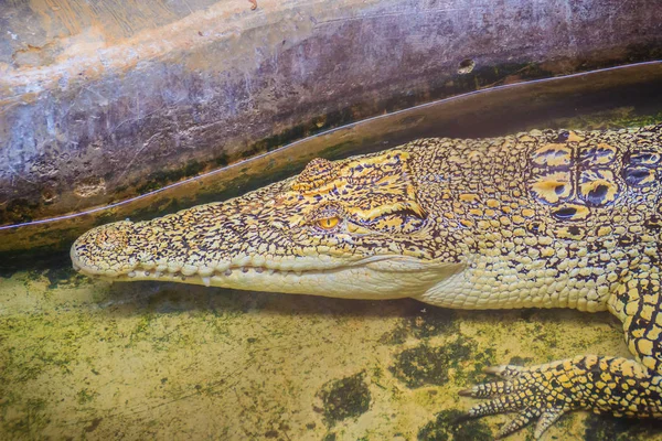 Coccodrillo Albino Nascosto Nell Acqua Coccodrillo Dorato Vivo Thailandia Allevamento — Foto Stock