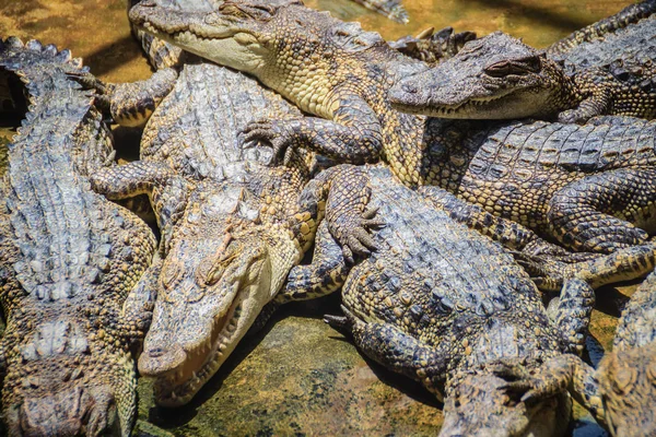 Grupo Muitos Crocodilos Estão Aquecendo Lagoa Concreto Criação Crocodilos Para — Fotografia de Stock