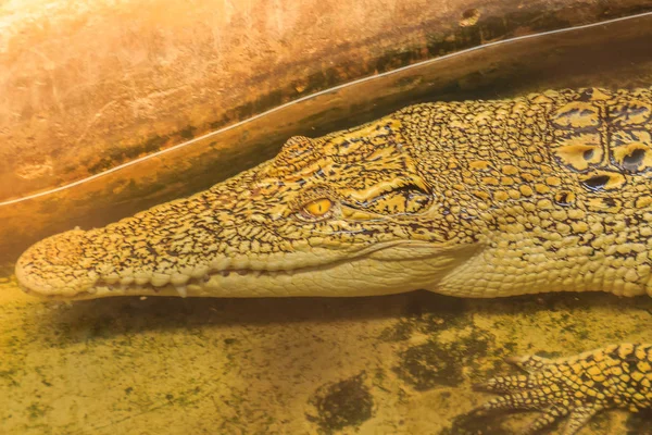 Crocodile Albinos Est Caché Dans Eau Crocodile Doré Vivant Thaïlande — Photo