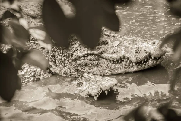 Mating Crocodiles Muddy River Bank Male Female Crocodiles Try Mating — Stock Photo, Image