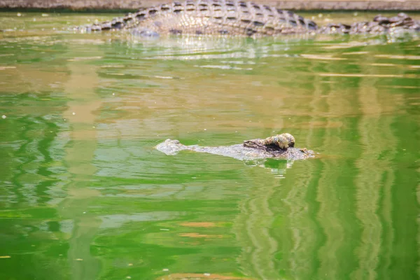 Les Crocodiles Ont Des Sens Aigus Que Les Yeux Les — Photo