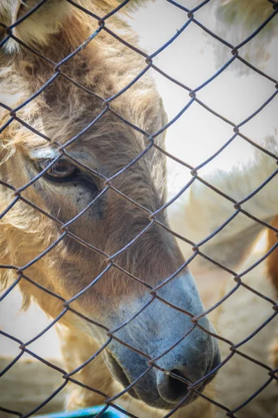 Una Mula Establo Mula Descendencia Burro Macho Gato Caballo Hembra — Foto de Stock