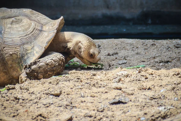 Tortue Géante Africaine Centrochelys Sulcata Mange Nourriture Également Appelée Tortue — Photo