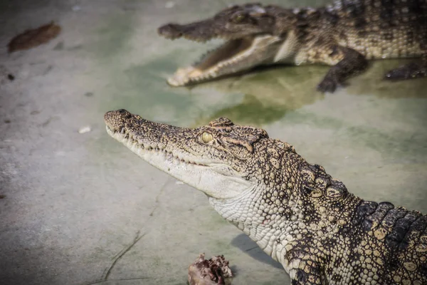 Straszny Krokodyla Jest Jedzenie Mięsa Farmie Krokodyl Rolnictwa Chów Hodowla — Zdjęcie stockowe