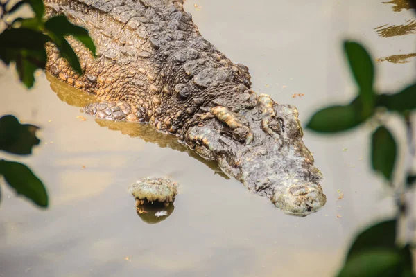 Accouplement Des Crocodiles Sur Rive Boueuse Rivière Les Crocodiles Mâles — Photo