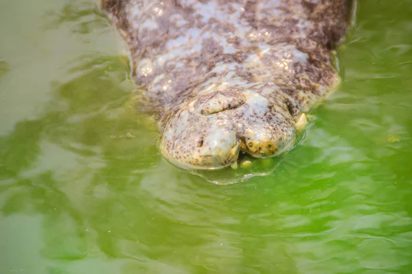 Terribile Coccodrillo Sta Emergendo Dall Acqua Con Sorriso Dentato Attaccare — Foto Stock