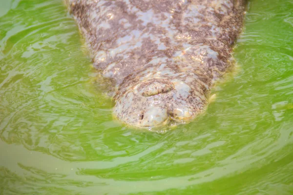 Dreadful Crocodile Emerging Water Toothy Grin Attack Prey Big Frightful — Stock Photo, Image