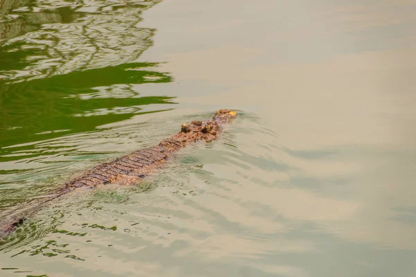 Crocodilos Têm Sentidos Agudos Que Olhos Ouvidos Narinas Estão Localizados — Fotografia de Stock