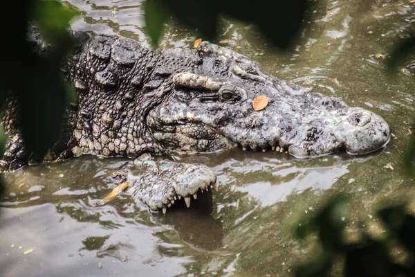 Accouplement Des Crocodiles Sur Rive Boueuse Rivière Les Crocodiles Mâles — Photo