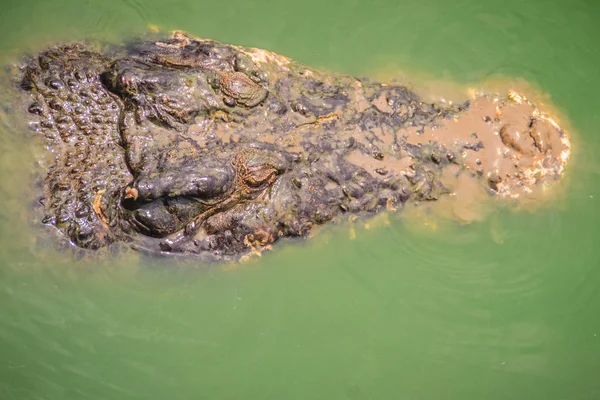 Straszne Krokodyla Wyłania Się Wody Ataku Łupem Głowa Duża Straszną — Zdjęcie stockowe