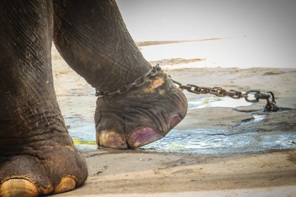 Gambe Incatenate Elefante Guardare Molto Pietoso — Foto Stock