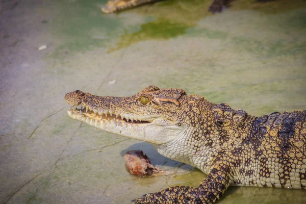 무서운 농장에서 신선한 고기를 악어와 상품을 위해서는 Crocodilians의 — 스톡 사진