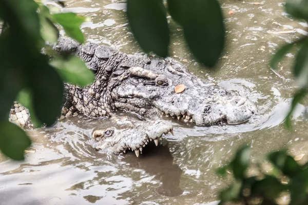Accouplement Des Crocodiles Sur Rive Boueuse Rivière Les Crocodiles Mâles — Photo