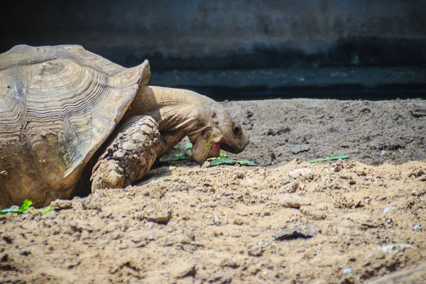 Tartaruga Estimulada Africana Gigante Centrochelys Sulcata Está Comendo Alimentos Também — Fotografia de Stock